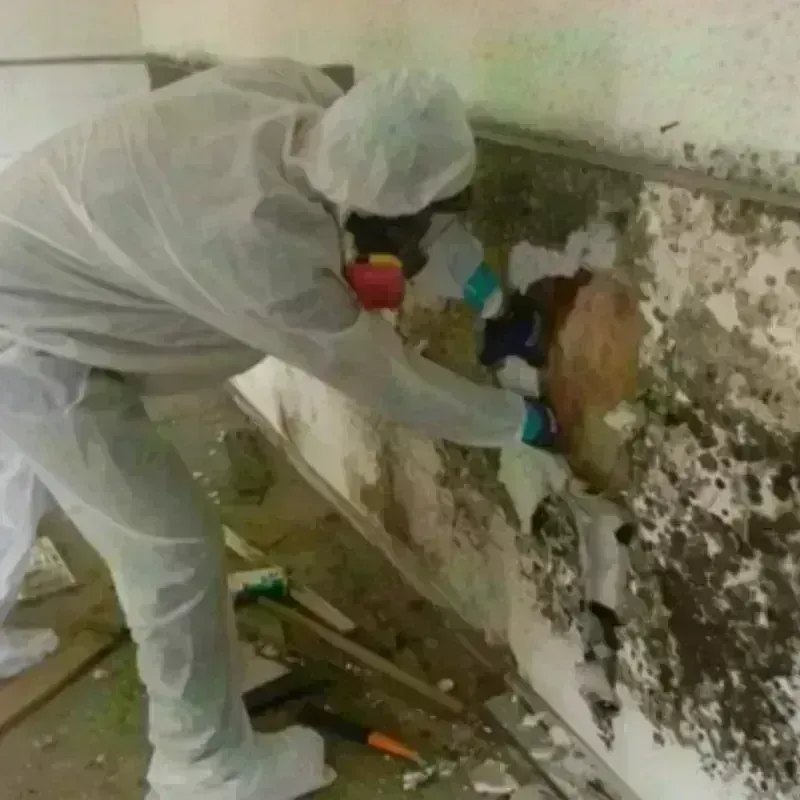 Mold Remediation and Removal in Georgetown, IN